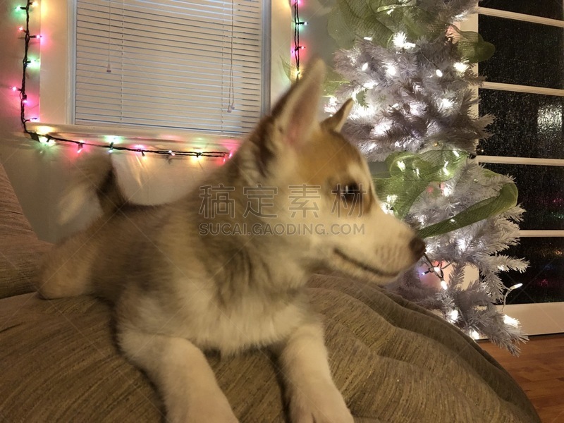 西伯利亚哈士奇犬,数字8,圣诞树,古老的,星期,几乎,纯种犬,舒服,一月,肖像
