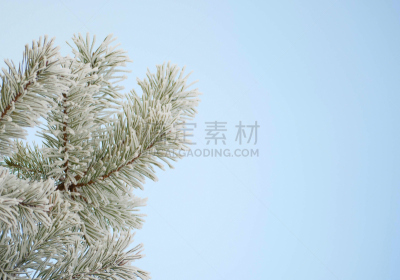 天空,毛绒绒,蓝色,枝,背景,松树,冻结的,美,水平画幅