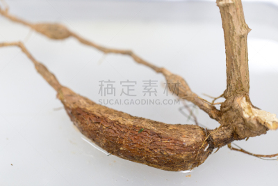 实验室,植物学,根部,胡萝卜,水平画幅,固定的,无人,科学实验,科学,生物学