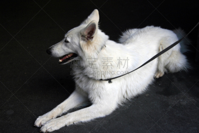 狗,伯尔尼,纯种犬,水平画幅,牧羊犬,警卫人员,户外,瑞士,西欧,哺乳纲