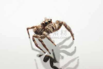 蜘蛛,前肢之螯,跳跃蜘蛛,美,褐色,水平画幅,动物身体部位,蜘蛛纲,热带雨林,户外