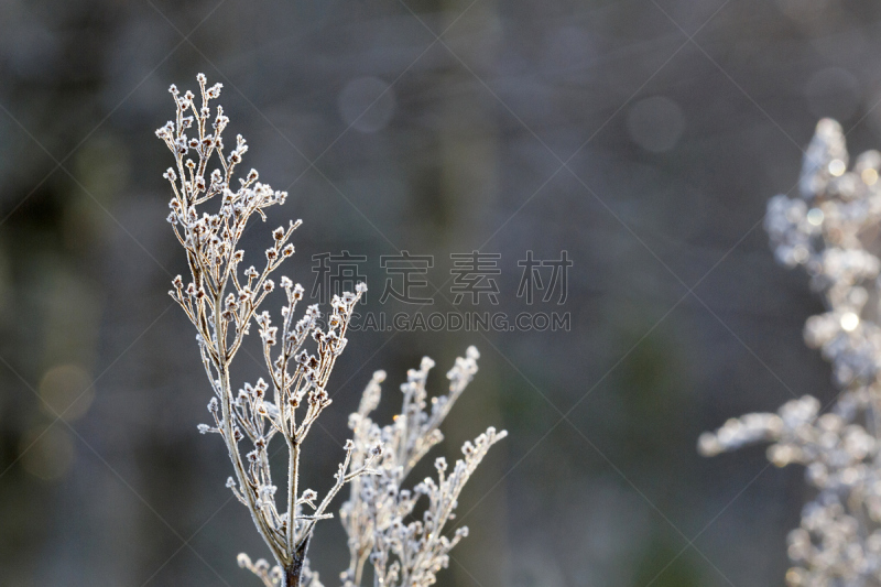 植物,冬天,选择对焦,留白,灵感,水平画幅,无人,威尔士,早晨,健康