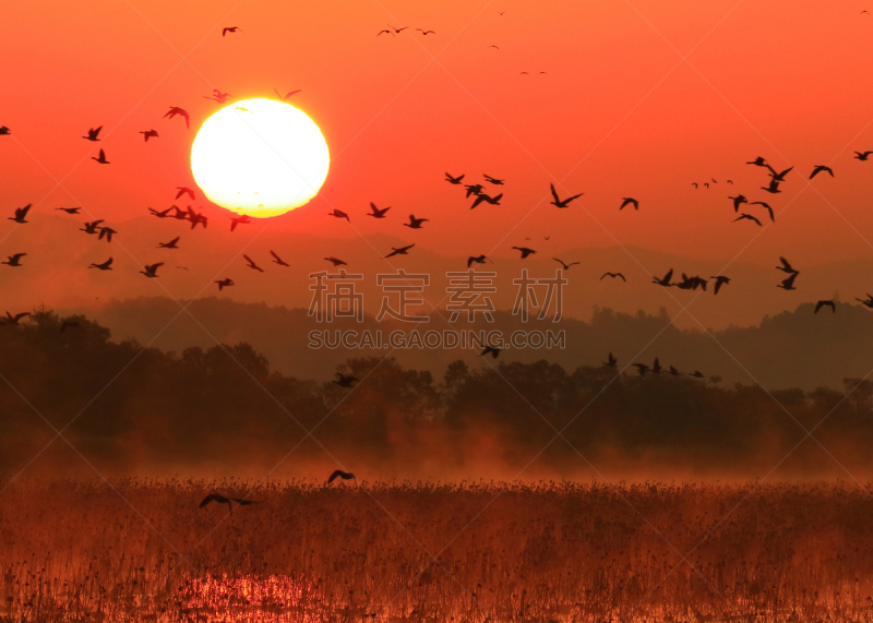 早晨,izunuma,水,天空,水平画幅,无人,鸟类,野外动物,沼泽,户外