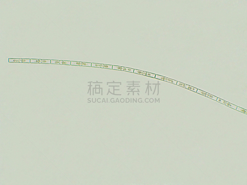 藻类,放大效果,在下面,显微镜,颤藻属,水平画幅,无人,环境损害,苔藓,科学