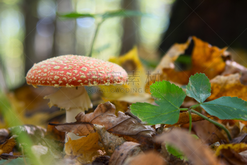 森林,蘑菇,鹅膏菌,美,水平画幅,苔藓,夏天,户外,生物学,草