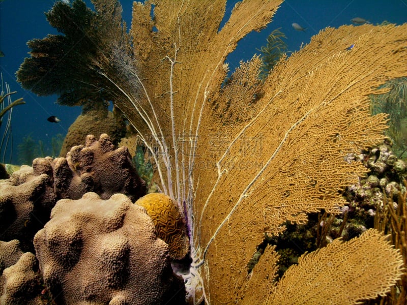 海洋,石帆珊瑚虫,加勒比海地区,自然,水,水平画幅,无人,红色石帆海扇,水下,海洋生命