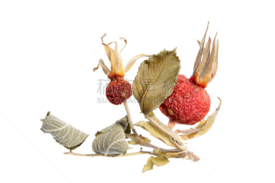 干的,臀,分离着色,白色,玫瑰,沙滩李子,皱叶蔷薇,蔷薇果,野玫瑰果,野玫瑰
