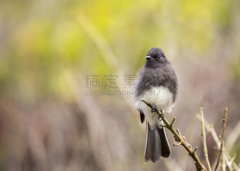 黑菲比霸鶲,京燕,泰国柠檬,布希曼族,不,水平画幅,鸟类,户外,图像,北美歌雀