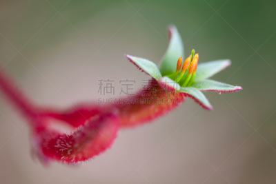袋鼠爪花,花头,红色,澳大利亚文明,选择对焦,水平画幅,无人,户外,特写,仅一朵花