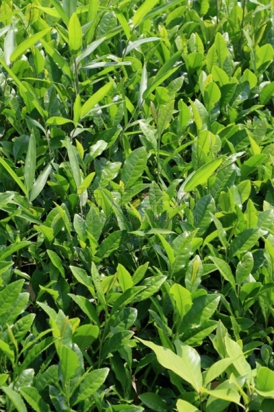 京都府,日本,茶树,宇治河,绿茶,垂直画幅,绿色,无人,夏天,户外