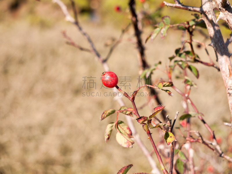 野玫瑰果,熟的,大特写,特写,红色,一个物体,格兰迪伯瑞尔,姿态优美,花束,英国