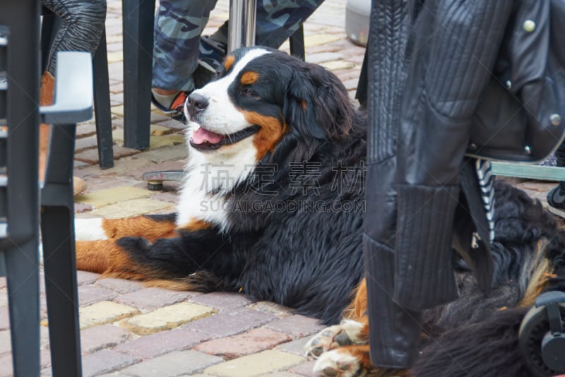 伯恩山犬,日光,露天咖啡馆,自然,咖啡馆,水平画幅,无人,巨大的,哺乳纲,友谊