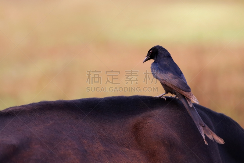 卷尾,黑色,叉状卷尾鸟,自然,水平画幅,鸟类,野外动物,母牛,亚洲,牛