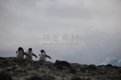 阿黛利企鹅,保利特岛,水平画幅,进行中,雪,南极半岛,鸟类,企鹅,户外,巴布亚企鹅