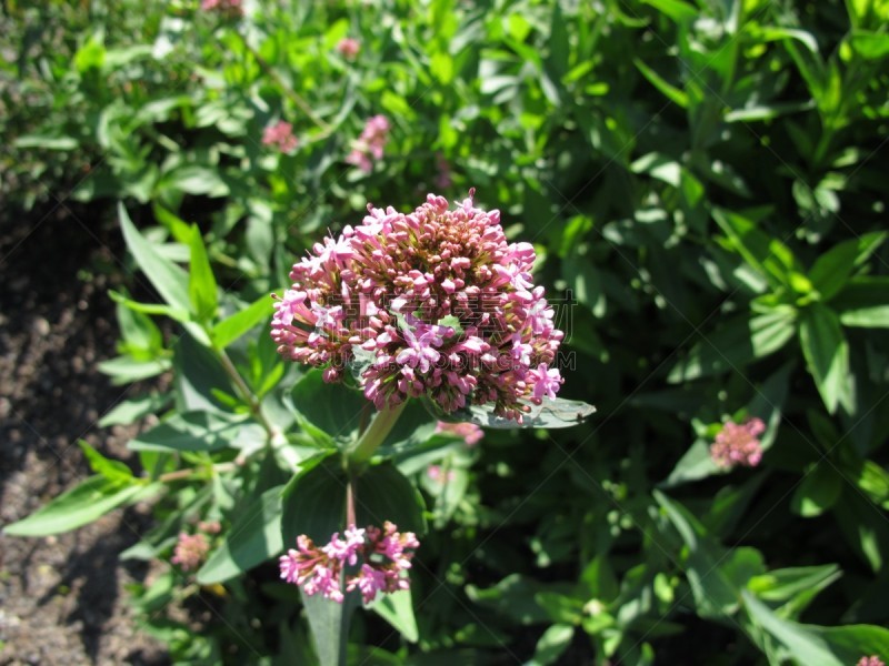 Flowering red valerian, Centranthus ruber - Blühende Rote Spornblume