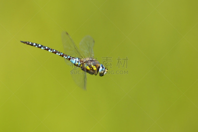 southern hawker dragonfly,蜻蜓,利用鹰打猎,蜻蜓目,南,自然,野生动物,水平画幅,户外,彩色图片