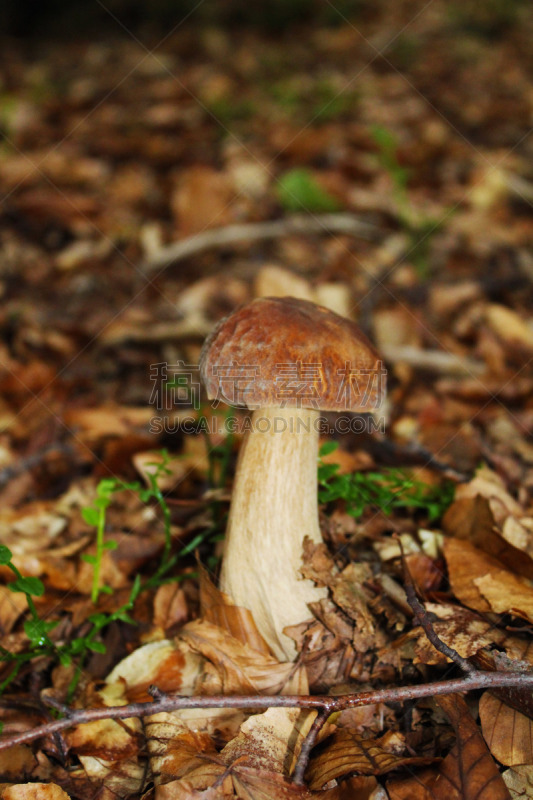 小的,木制,美味牛肝菌,自然,牛肝菌,季节,秋天,垂直画幅,食品,塞尔维亚