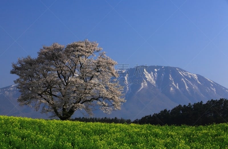 岩手县,山,樱之花,旅途,态度,草,自然美,吉野樱花,春天,樱桃树