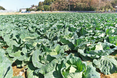 Cabbage field
キャベツ畑