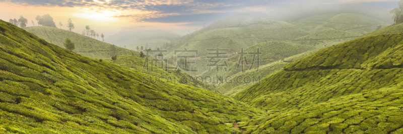 亚洲,茶树,水平画幅,山,柬埔寨,无人,户外,马来西亚,泰国,活力