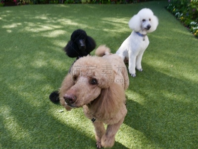 贵宾犬,后院,粉扑,遛狗师,纯种犬,犬恶丝虫,肖像,受过训练的狗,狗,个人卫生用品