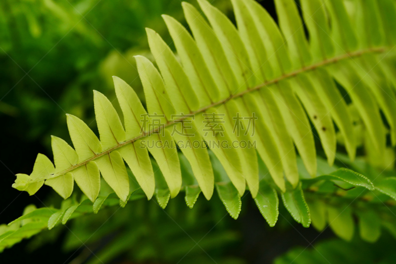 绿色,自然,蕨藻体,抽象,留白,枝繁叶茂,孢子,夏天,马来西亚,草