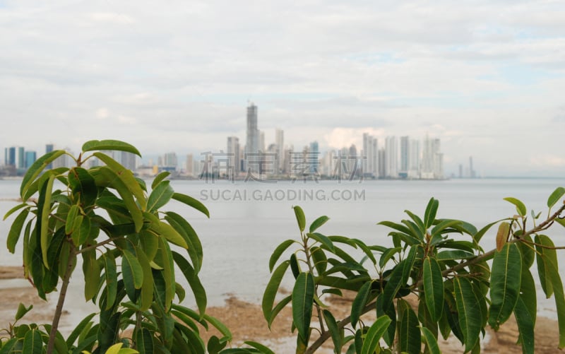 巴拿马城,水,留白,水平画幅,无人,户外,都市风景,现代,植物