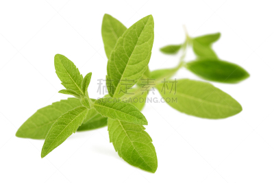 防臭木,马鞭草,马鞭草科,润唇膜,芳香的,水平画幅,绿色,无人,白色背景,健康保健