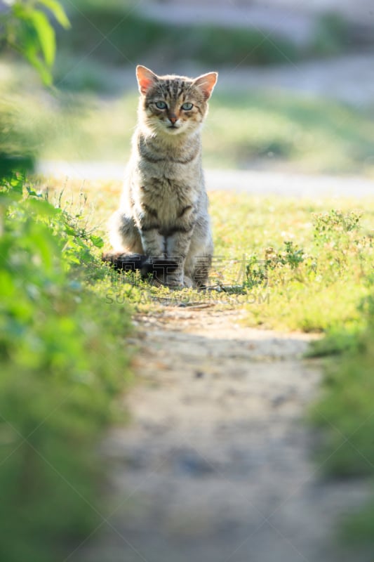 猫,格鲁曼f-14,垂直画幅,宠物,家畜,无人,猫科动物,幽默,摄影