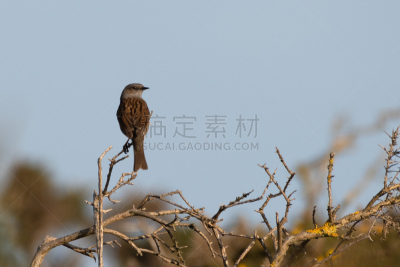 篱雀,灌木,波斯考尔,背景分离,彩色背景,野生动物,图像,英国,鸟类,无人