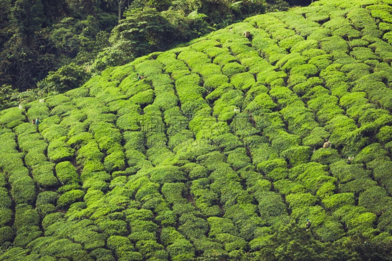 茶树,风景,苏格兰高地,地形,卡梅伦蒙大纳,水平画幅,山,无人,户外,马来西亚