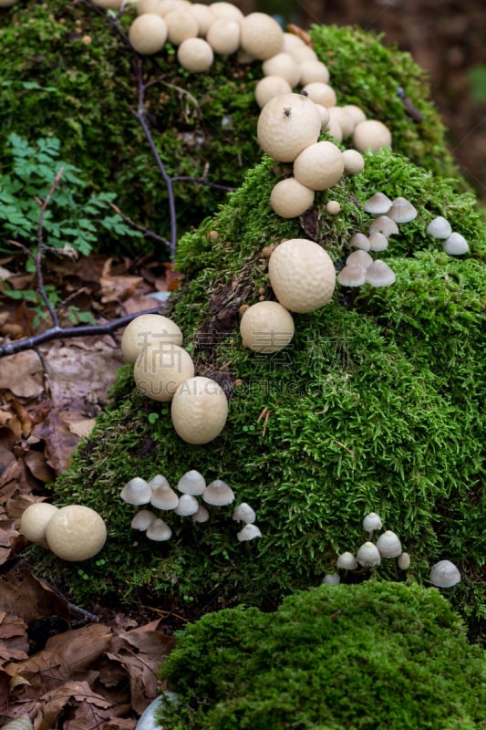 苔藓,秋天,蘑菇,毒枝菌素,曲尾藓,欧洲山毛榉,寄生藤,纳瓦拉,毒蘑菇,山毛榉树