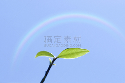 自然,天空,水平画幅,绿色,秧苗,无人,蓝色,日本,花蕾,春天