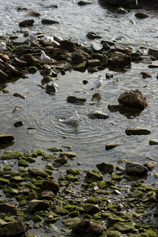 水,鸟类,白色,垂直画幅,正面视角,无人,苔藓,湿,野外动物,阴影