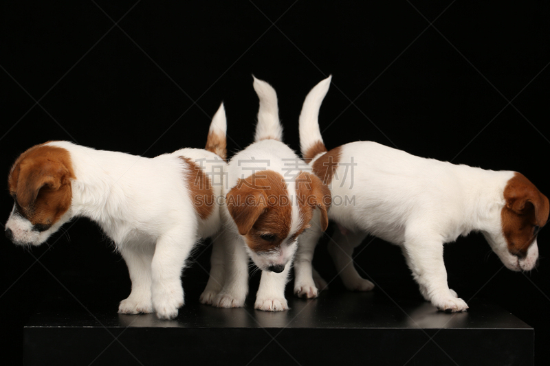 自然美,特写,杰克拉瑟短腿犬,黑色背景,全国大学生体育协会,水平画幅,无人,乌克兰,摄影