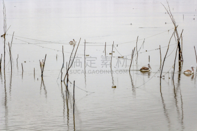 希腊,凯尔基尼湖,木制,冬天,地形,抽象,滚铁环,美洲白鹈鹕,凯尔基尼,平视角