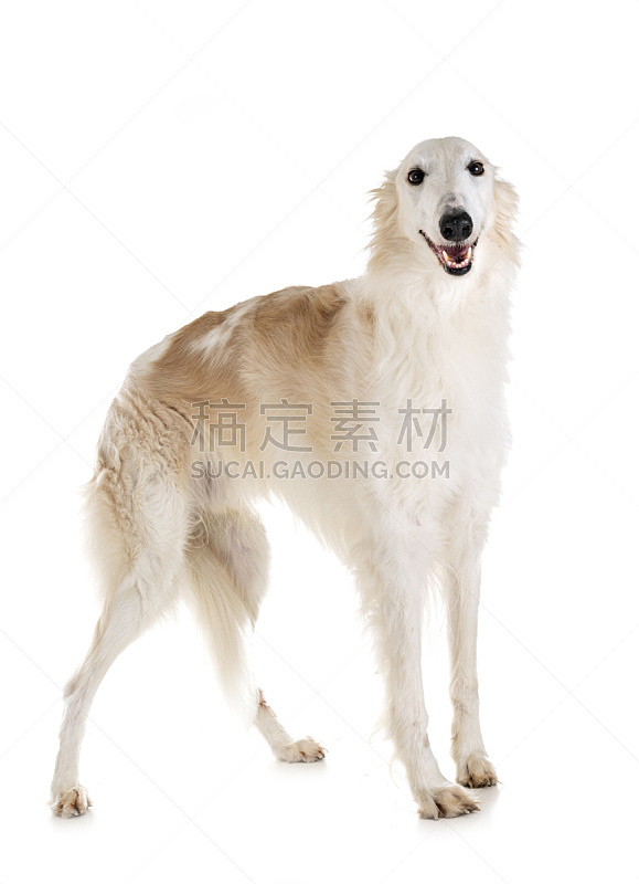 苏俄牧羊犬 白色 宠物 纯种犬 背景分离 法国 垂直画幅 图像 影棚拍摄 狗图片素材下载 稿定素材