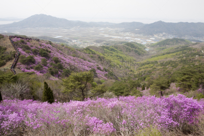 杜鹃花,自然,温带的花,松树,水平画幅,地形,无人,仁川,户外,春天