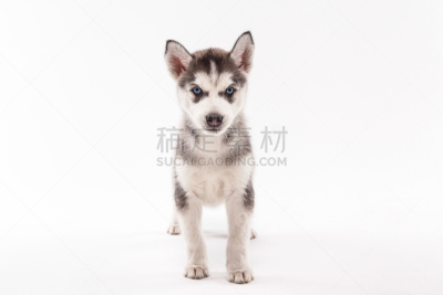 白色背景,小狗,爱斯基摩犬,雪橇犬,阿拉斯加雪橇犬,西伯利亚哈士奇犬,幼兽,美,水平画幅,工作室