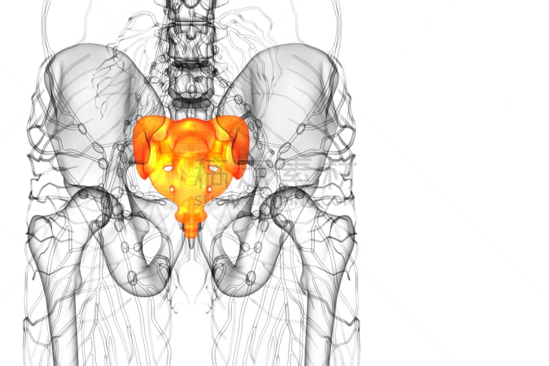 健康保健,骶骨,骨骼,插画,三维图形,人类骨架,水平画幅,脊柱,人