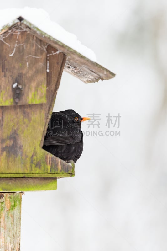 山鸟类,小鸟笼,寒冷,瑞典,斯堪的纳维亚半岛,野生动物,霜,雪,北美歌雀,一只动物