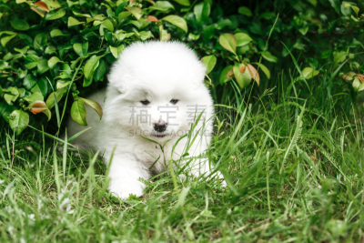 莱卡犬,萨摩耶犬,自然,小狗,水平画幅,进行中,夏天,套装,户外,草