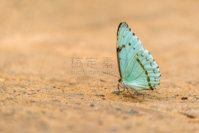 绿色,沙子,蝴蝶,陆地,自然,褐色,野生动物,水平画幅,高视角,蓝色