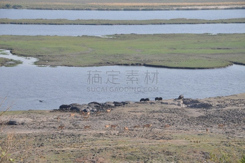 乔贝国家公园,滨水,食草动物,斑马,有蹄哺乳动物,野生动物,狩猎动物,红驴羚,脊椎动物,哺乳纲