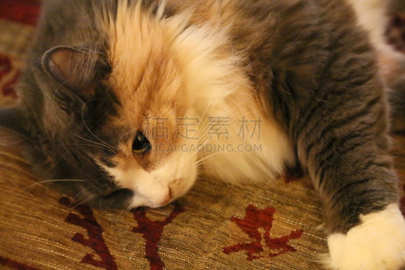 野生猫科动物,色彩鲜艳,加菲猫,姜黄色的猫,水平画幅,友谊,猫,尾巴,坐,超重