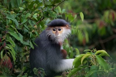 douc langur,红辣椒,越南,水平画幅,一个人,人,摄影