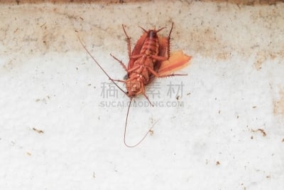 蟑螂,死的,看风景,顶部,爬行无花果,哥柔瑟斯特恩街区,旋转门,罗奇鱼,军号,患病植物