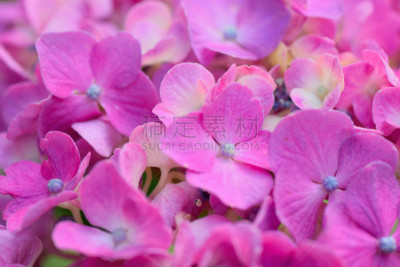 八仙花属,纹理效果,夏天,大特写,紫色,横滨,镰仓市,星和园,背景聚焦,东京