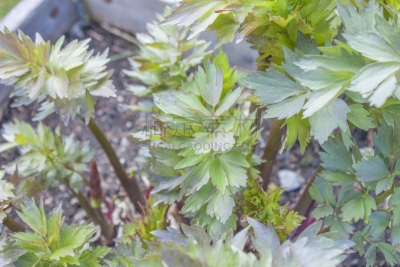 拉维纪草植物,自然,芳香的,水平画幅,无人,有机食品,香料,特写,调味品,芹菜