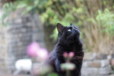 月亮,苏格兰粗毛猎狐犬,髯犬,猎犬,梗犬,水平画幅,家畜,无人,英国,狗